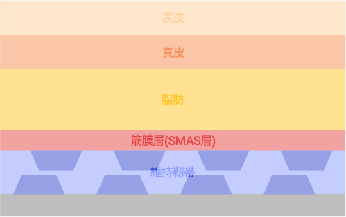 スマス層とは？肌の中脂肪層と筋肉層の間にある繊維筋膜層です。 肌のたるみの根本的な原因となるスマス層まで引き上げるので満足度の高いミニ挙上レビューが期待できます。